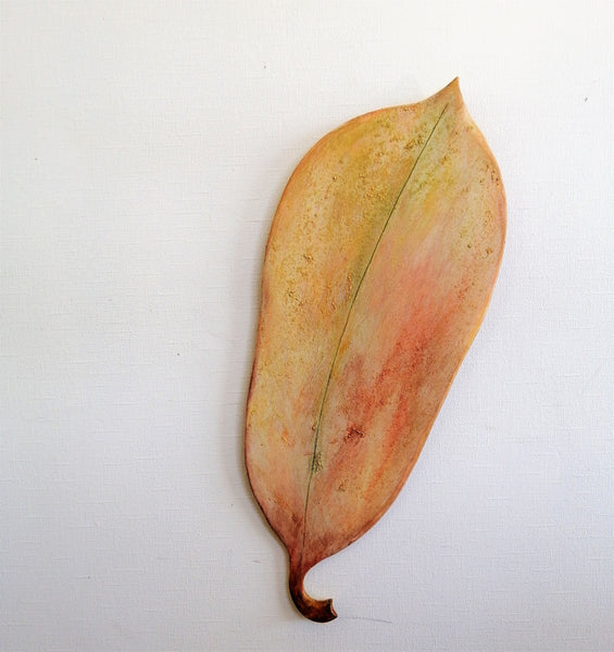 Pohutukawa leaf